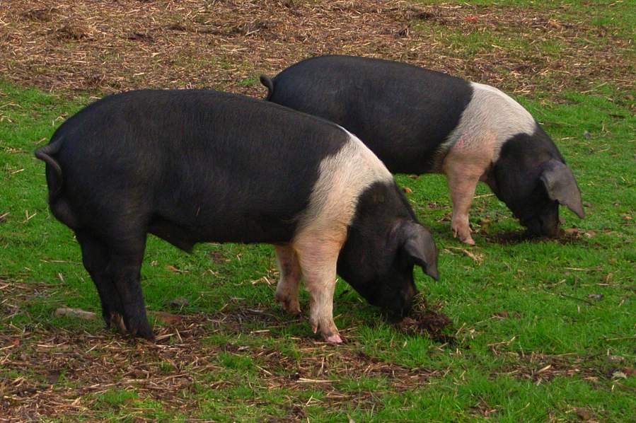 Wessex Saddleback Pigs